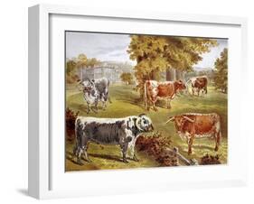 Longhorn Cattle Owned by Sir John Harpur-Crewe, Calke Abbey, 1885-null-Framed Giclee Print