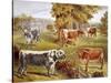 Longhorn Cattle Owned by Sir John Harpur-Crewe, Calke Abbey, 1885-null-Stretched Canvas