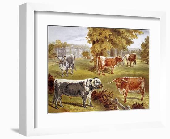 Longhorn Cattle Owned by Sir John Harpur-Crewe, Calke Abbey, 1885-null-Framed Giclee Print