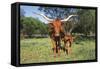 Longhorn Cow Standing with its Calf Among Bluebonnets (Lupine), Marble Falls, Texas, USA-Lynn M^ Stone-Framed Stretched Canvas