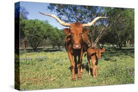 Longhorn Cow Standing with its Calf Among Bluebonnets (Lupine), Marble Falls, Texas, USA-Lynn M^ Stone-Stretched Canvas