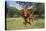 Longhorn Cow Standing with its Calf Among Bluebonnets (Lupine), Marble Falls, Texas, USA-Lynn M^ Stone-Stretched Canvas