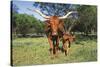 Longhorn Cow Standing with its Calf Among Bluebonnets (Lupine), Marble Falls, Texas, USA-Lynn M^ Stone-Stretched Canvas