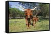 Longhorn Cow Standing with its Calf Among Bluebonnets (Lupine), Marble Falls, Texas, USA-Lynn M^ Stone-Framed Stretched Canvas