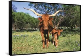 Longhorn Cow Standing with its Calf Among Bluebonnets (Lupine), Marble Falls, Texas, USA-Lynn M^ Stone-Framed Stretched Canvas