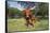 Longhorn Cow Standing with its Calf Among Bluebonnets (Lupine), Marble Falls, Texas, USA-Lynn M^ Stone-Framed Stretched Canvas