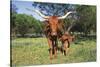 Longhorn Cow Standing with its Calf Among Bluebonnets (Lupine), Marble Falls, Texas, USA-Lynn M^ Stone-Stretched Canvas