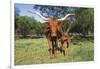 Longhorn Cow Standing with its Calf Among Bluebonnets (Lupine), Marble Falls, Texas, USA-Lynn M^ Stone-Framed Photographic Print