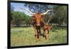 Longhorn Cow Standing with its Calf Among Bluebonnets (Lupine), Marble Falls, Texas, USA-Lynn M^ Stone-Framed Photographic Print