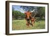 Longhorn Cow Standing with its Calf Among Bluebonnets (Lupine), Marble Falls, Texas, USA-Lynn M^ Stone-Framed Photographic Print