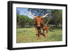 Longhorn Cow Standing with its Calf Among Bluebonnets (Lupine), Marble Falls, Texas, USA-Lynn M^ Stone-Framed Photographic Print