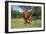 Longhorn Cow Standing with its Calf Among Bluebonnets (Lupine), Marble Falls, Texas, USA-Lynn M^ Stone-Framed Photographic Print