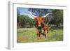 Longhorn Cow Standing with its Calf Among Bluebonnets (Lupine), Marble Falls, Texas, USA-Lynn M^ Stone-Framed Photographic Print