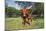 Longhorn Cow Standing with its Calf Among Bluebonnets (Lupine), Marble Falls, Texas, USA-Lynn M^ Stone-Mounted Photographic Print