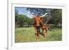 Longhorn Cow Standing with its Calf Among Bluebonnets (Lupine), Marble Falls, Texas, USA-Lynn M^ Stone-Framed Photographic Print