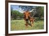 Longhorn Cow Standing with its Calf Among Bluebonnets (Lupine), Marble Falls, Texas, USA-Lynn M^ Stone-Framed Photographic Print