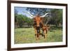 Longhorn Cow Standing with its Calf Among Bluebonnets (Lupine), Marble Falls, Texas, USA-Lynn M^ Stone-Framed Photographic Print