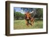 Longhorn Cow Standing with its Calf Among Bluebonnets (Lupine), Marble Falls, Texas, USA-Lynn M^ Stone-Framed Photographic Print