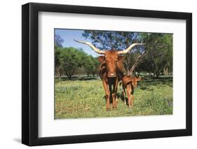 Longhorn Cow Standing with its Calf Among Bluebonnets (Lupine), Marble Falls, Texas, USA-Lynn M^ Stone-Framed Photographic Print