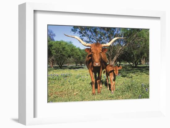 Longhorn Cow Standing with its Calf Among Bluebonnets (Lupine), Marble Falls, Texas, USA-Lynn M^ Stone-Framed Photographic Print