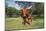 Longhorn Cow Standing with its Calf Among Bluebonnets (Lupine), Marble Falls, Texas, USA-Lynn M^ Stone-Mounted Photographic Print