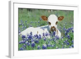 Longhorn Cow-null-Framed Photographic Print