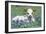 Longhorn Cow-null-Framed Photographic Print