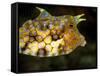 Longhorn Cowfish (Lactoria Conuta), Sulawesi, Indonesia, Southeast Asia, Asia-Lisa Collins-Framed Stretched Canvas