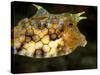 Longhorn Cowfish (Lactoria Conuta), Sulawesi, Indonesia, Southeast Asia, Asia-Lisa Collins-Stretched Canvas