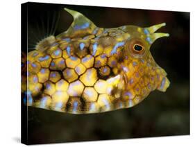 Longhorn Cowfish (Lactoria Conuta), Sulawesi, Indonesia, Southeast Asia, Asia-Lisa Collins-Stretched Canvas