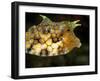 Longhorn Cowfish (Lactoria Conuta), Sulawesi, Indonesia, Southeast Asia, Asia-Lisa Collins-Framed Photographic Print