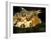 Longhorn Cowfish (Lactoria Conuta), Sulawesi, Indonesia, Southeast Asia, Asia-Lisa Collins-Framed Photographic Print