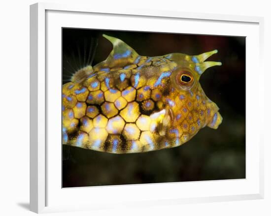 Longhorn Cowfish (Lactoria Conuta), Sulawesi, Indonesia, Southeast Asia, Asia-Lisa Collins-Framed Photographic Print