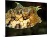 Longhorn Cowfish (Lactoria Conuta), Sulawesi, Indonesia, Southeast Asia, Asia-Lisa Collins-Mounted Photographic Print