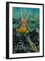 Longhorn Cowfish, Lembeh Strait, Indonesia-null-Framed Photographic Print