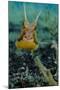 Longhorn Cowfish, Lembeh Strait, Indonesia-null-Mounted Photographic Print