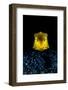 longhorn cowfish swimming over seabed at night, indonesia-alex mustard-Framed Photographic Print