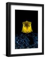 longhorn cowfish swimming over seabed at night, indonesia-alex mustard-Framed Photographic Print