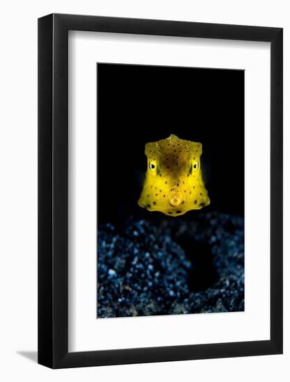 longhorn cowfish swimming over seabed at night, indonesia-alex mustard-Framed Photographic Print