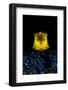 longhorn cowfish swimming over seabed at night, indonesia-alex mustard-Framed Photographic Print