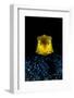 longhorn cowfish swimming over seabed at night, indonesia-alex mustard-Framed Photographic Print