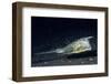 Longhorn Cowfish-Hal Beral-Framed Photographic Print