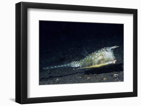 Longhorn Cowfish-Hal Beral-Framed Photographic Print