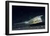 Longhorn Cowfish-Hal Beral-Framed Photographic Print