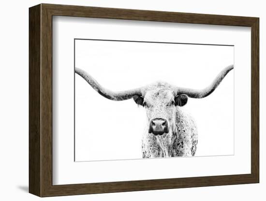 Longhorn Gaze-null-Framed Photographic Print