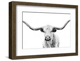 Longhorn Gaze-null-Framed Photographic Print