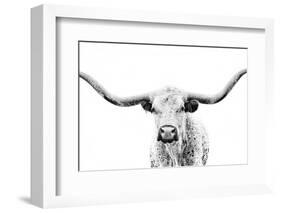 Longhorn Gaze-null-Framed Photographic Print