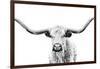 Longhorn Gaze-null-Framed Photographic Print