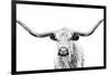 Longhorn Gaze-null-Framed Photographic Print