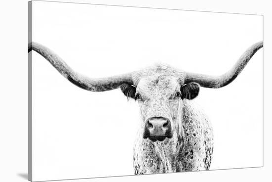 Longhorn Gaze-null-Stretched Canvas